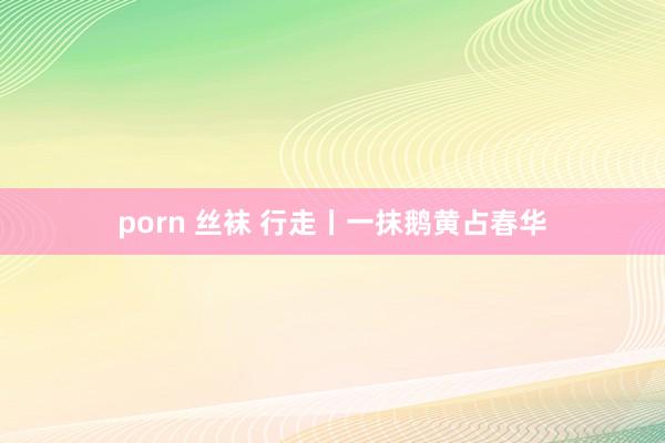 porn 丝袜 行走丨一抹鹅黄占春华